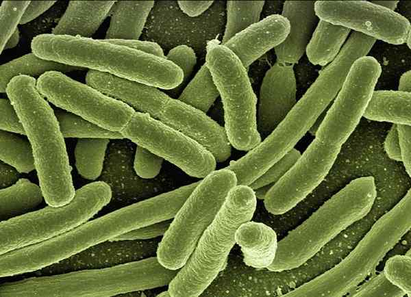 Composizione del microbiota, funzioni e dove si trova