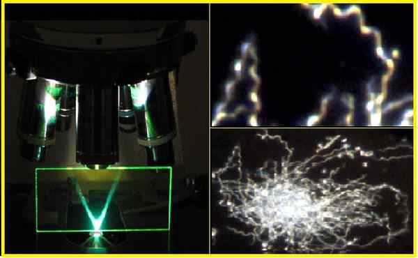 Caratteristiche del microscopio a campo scuro, parti, funzioni