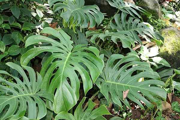 Heerlijke monstera -functies, habitat, zorg, eigenschappen