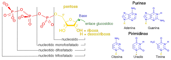 Nucleoside -kenmerken, structuur en toepassingen