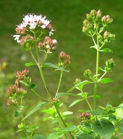 Oregano -beschrijving, eigenschappen, voordelen, vormen van consumptie