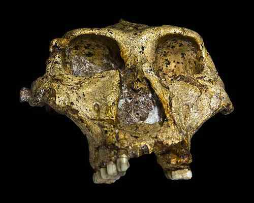 Discovery Paranthropus, Charakteristiky, lebka