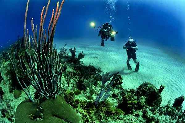 Cozumel Arreciphes National Park -ominaisuudet, sää, kasvisto, eläimistö