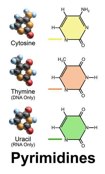 Pyrimidines -kenmerken, structuur, functies