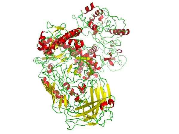 Polymerase -kenmerken, structuur en functies