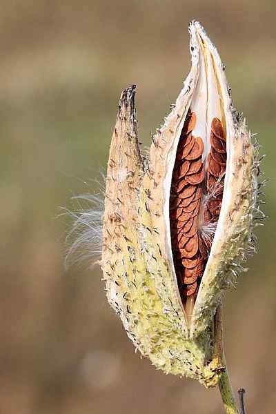 Cosa è, tipi e caratteristiche