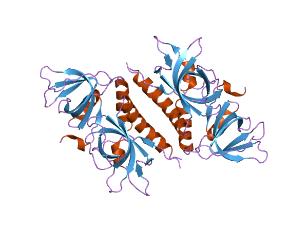 Caractéristiques, structures et fonctions des protéines SSB