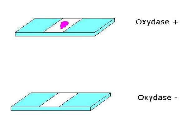 Oksidazna testna podlaga, postopek in uporabe