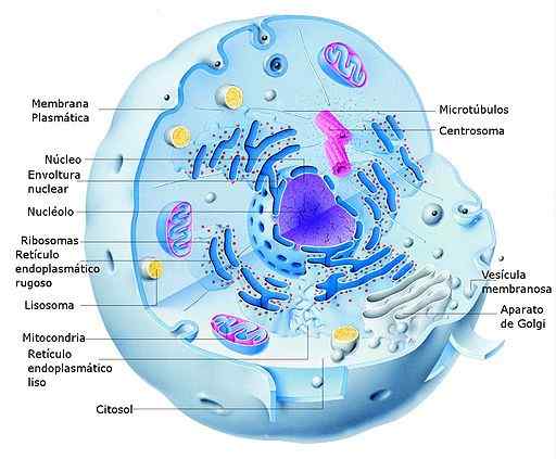 Qual é o nível macromolecular?