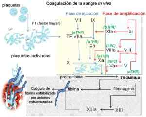 Cos'è la cascata di coagulazione? Fattori e fasi