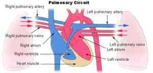 Quels types de circulation sanguine existent?