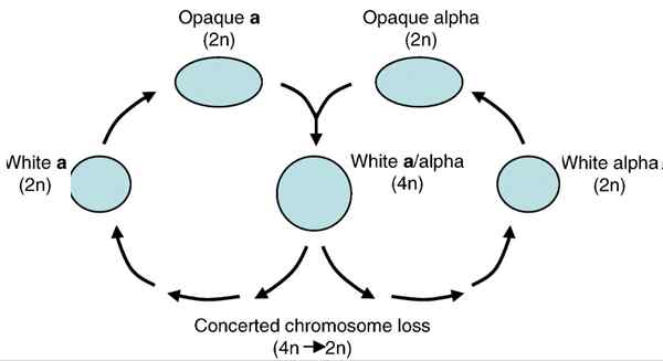 Moneras, protist och svampparaseksuell reproduktion