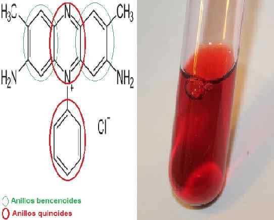 Caractéristiques de la safranine, utilisation, techniques, toxicité