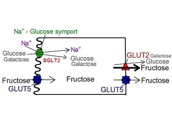 SGLT2 (glucose natriumcotransporter)