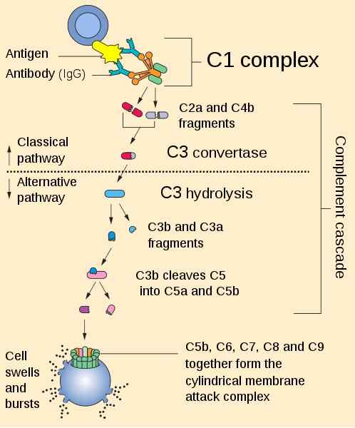 Complementsysteem via klassiek en alternatieve functies, ziekten