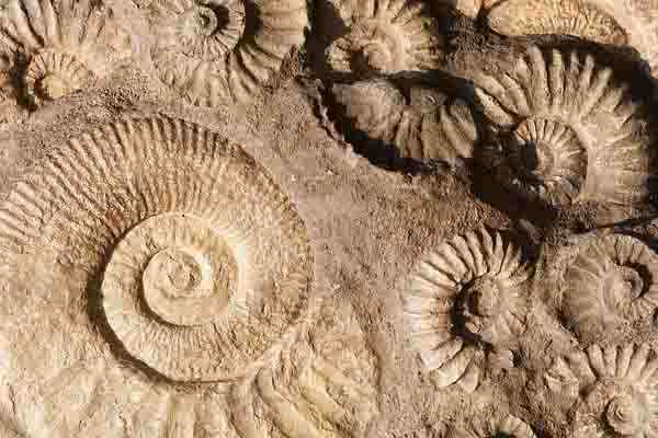 Storia di tafonomia, conservazione e alterazione fossile