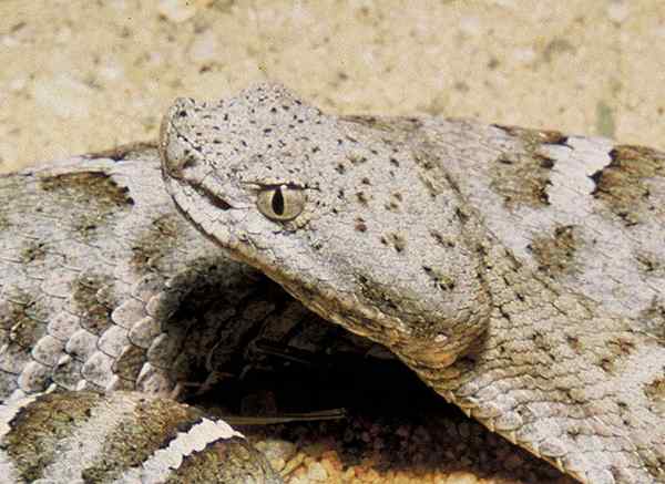 Thermorécepteurs chez l'homme, chez les animaux, chez les plantes