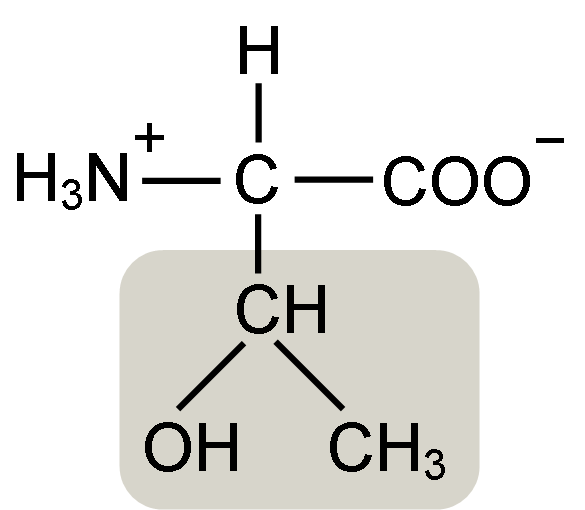 Treonineigenschaften, Funktionen, Verschlechterung, Vorteile