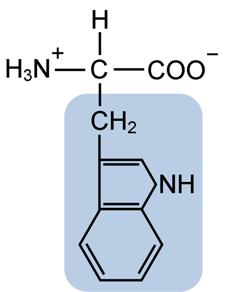 Karakteristik Typtophan, Struktur, Fungsi, Manfaat