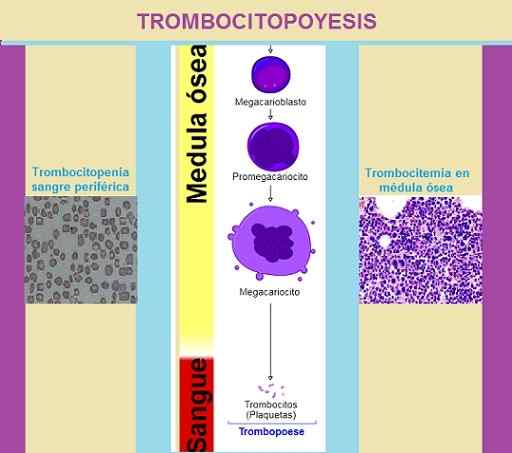 Trombocytopoiesis -proces, stimulerende middelen, regulering