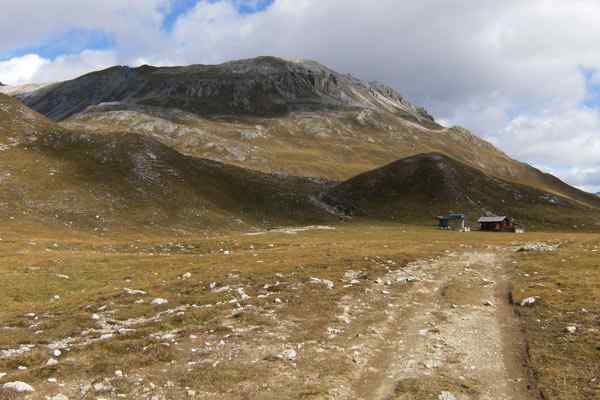 Alpina tundraegenskaper, plats, väder, fauna, flora