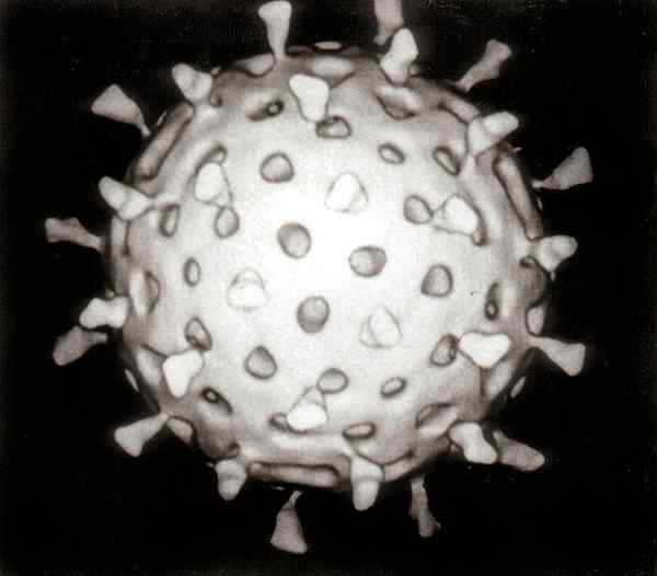 Structure du virus monocaténaire, réplication, importance