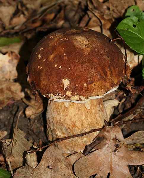 5 risques de champignons toxiques pour l'être humain