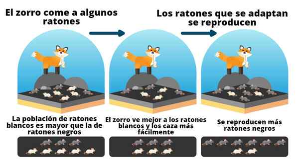 Adaptation des types d'êtres vivants, caractéristiques et exemples