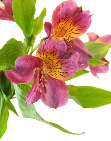 Ciri -ciri Alstroemeria, Habitat, Penjagaan, Spesies