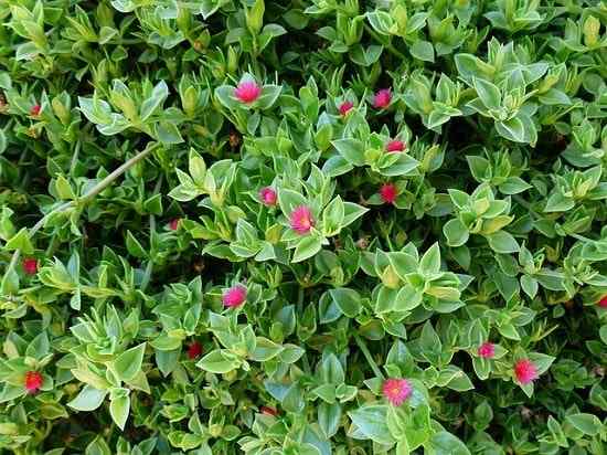 APTENIA CORDIFOLIA Kenmerken, habitat, eigenschappen, teelt