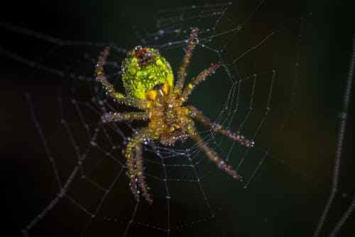 Arachnophobie -Symptome, Ursachen, Behandlungen, Folgen