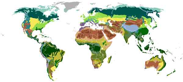 Karakteristik, jenis, dan contoh biomas terestrial