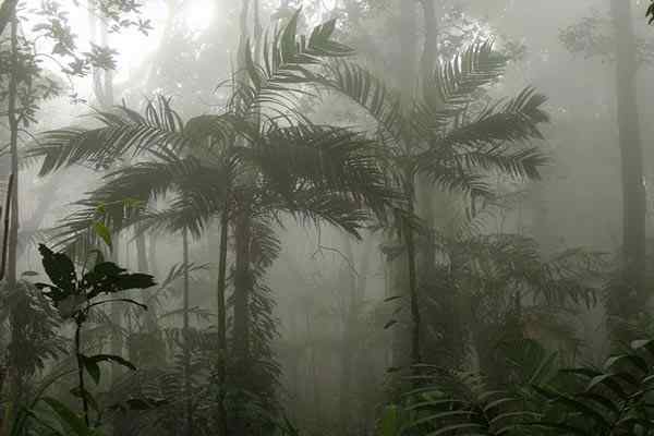 Karakteristik Hutan Cloud, Lokasi, Flora, Fauna