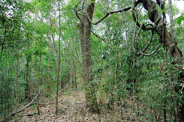 Karakteristik subkadusifolio hutan tropis, flora, fauna