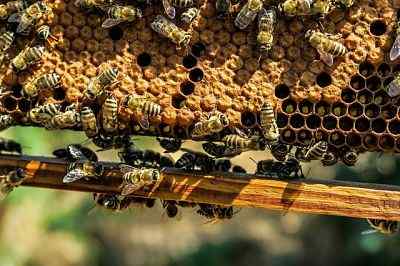 Waxenes (biologische) structuur, eigenschappen, functie, typen