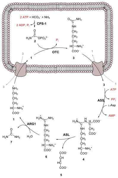 Urea -syklivaiheet, entsyymit, toiminta, säätely