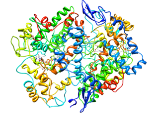 Cyclooxygenase -typer, reaksjon, hemmere