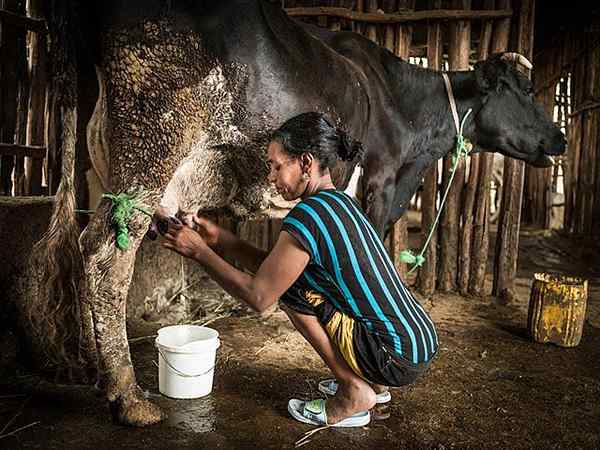 Susu Litar Produktif 3 Fasa Utama