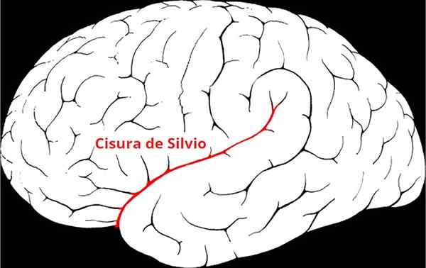 Características da Fissure Silvio, Localização, Funções