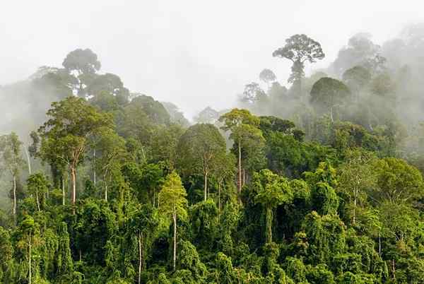 Caratteristiche climatiche equatoriali, posizione, flora, fauna