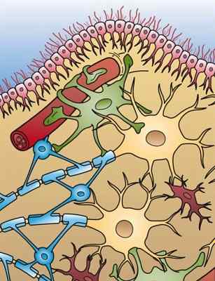 Les cellules gliales fonctionnent, types et maladies