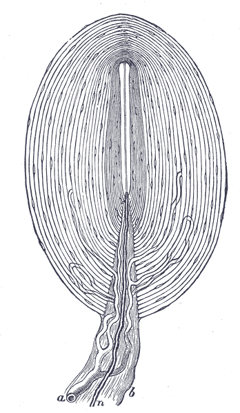 Corpuscles Pacini, histologia, funkcje