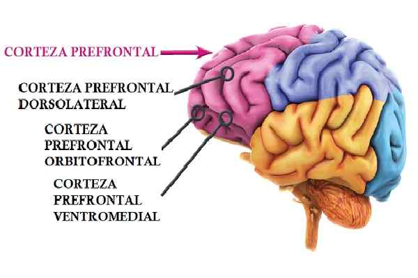 Anatomia kory przedczołowej, funkcje i urazy