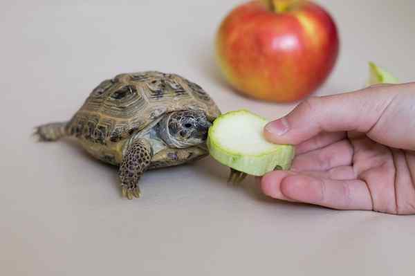 Wat is de chemische samenstelling van levende wezens?