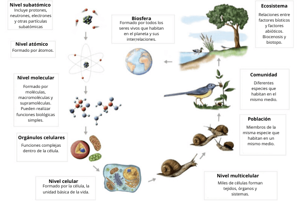 Quali sono i livelli di organizzazione della materia? (Con esempi)