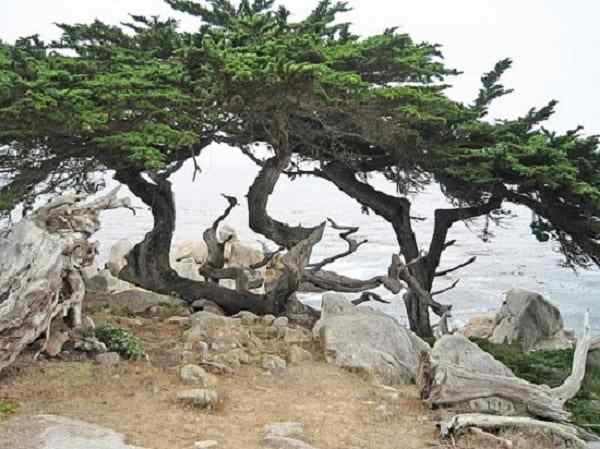 Značilnosti Cupressus macrocarpa, habitat, gojenje, nega