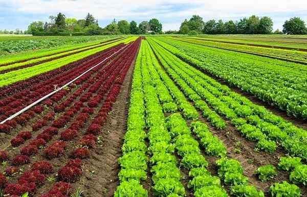 Descoberta da agricultura como e quando isso aconteceu?