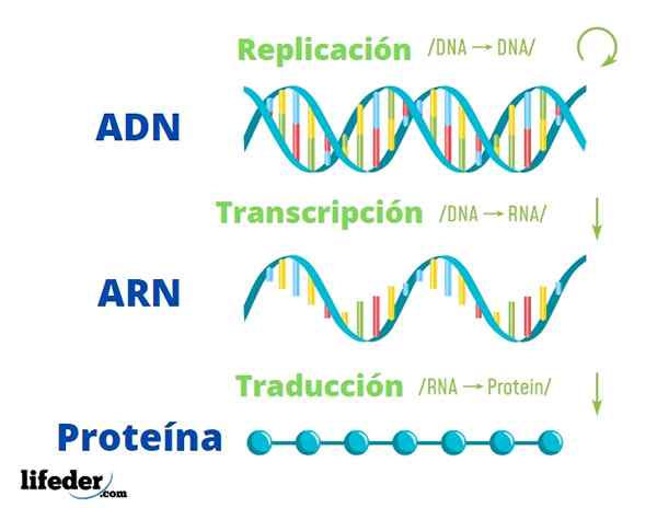 Dogma centrale di molecole e processi di biologia molecolare coinvolti