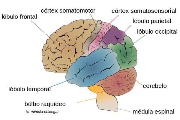 Schmerzphysiologie, Gehirnprozesse und Rezeptoren