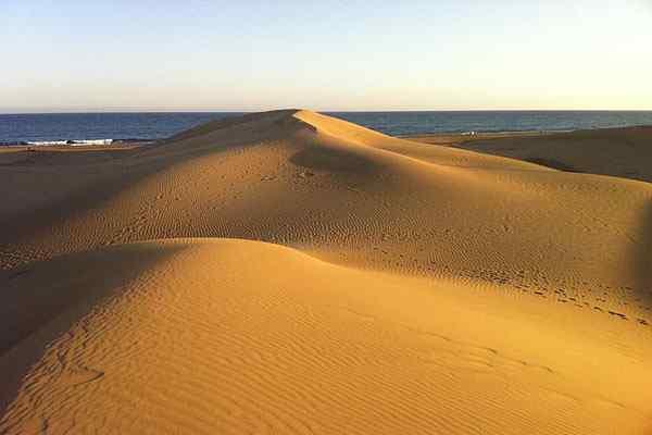 Ciri -ciri Dunes Pantai, Bagaimana Mereka Membentuk, Flora, Fauna